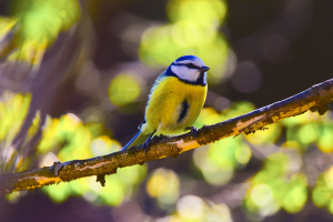 Ein kleiner blau-gelber Vogel mit weißem Gesicht und schwarzer Zeichnung sitzt auf einem sonnenbeschienenen Ast, umgeben von einem weichen, grünen, unscharfen Hintergrund.