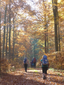 Eine Gruppe von Wanderern mit Rucksäcken geht einen sonnenbeschienenen Waldweg entlang, umgeben von hohen Bäumen mit goldenem Herbstlaub.