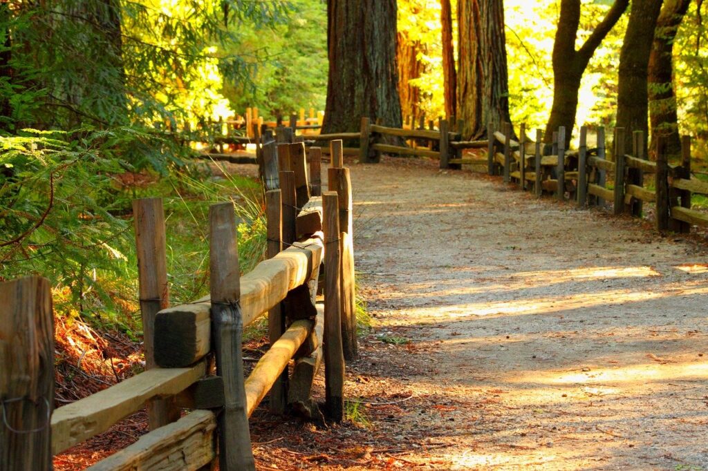 Ein sonnenbeschienener Feldweg schlängelt sich durch einen Wald, gesäumt von Holzzäunen und umgeben von hohen Bäumen und grünem Laub. Goldenes Sonnenlicht fällt durch die Blätter und erzeugt Licht- und Schattenflecken auf dem Boden.